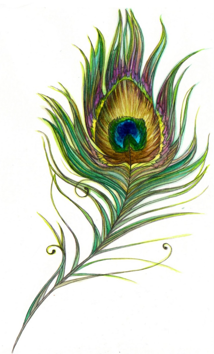 736x1217 Watercolor Peacock Feather - Watercolor Peacock Feather