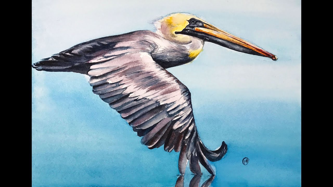 1280x720 Flying Pelican In Watercolors Painting Tutorial - Watercolor Pelican
