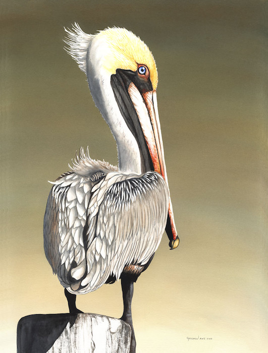531x700 Pelican Perching - Watercolor Pelican