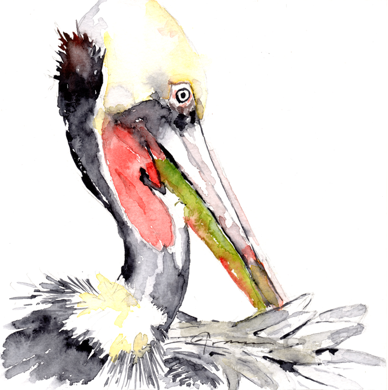 800x805 Pelican Watercolor Painting - Watercolor Pelican
