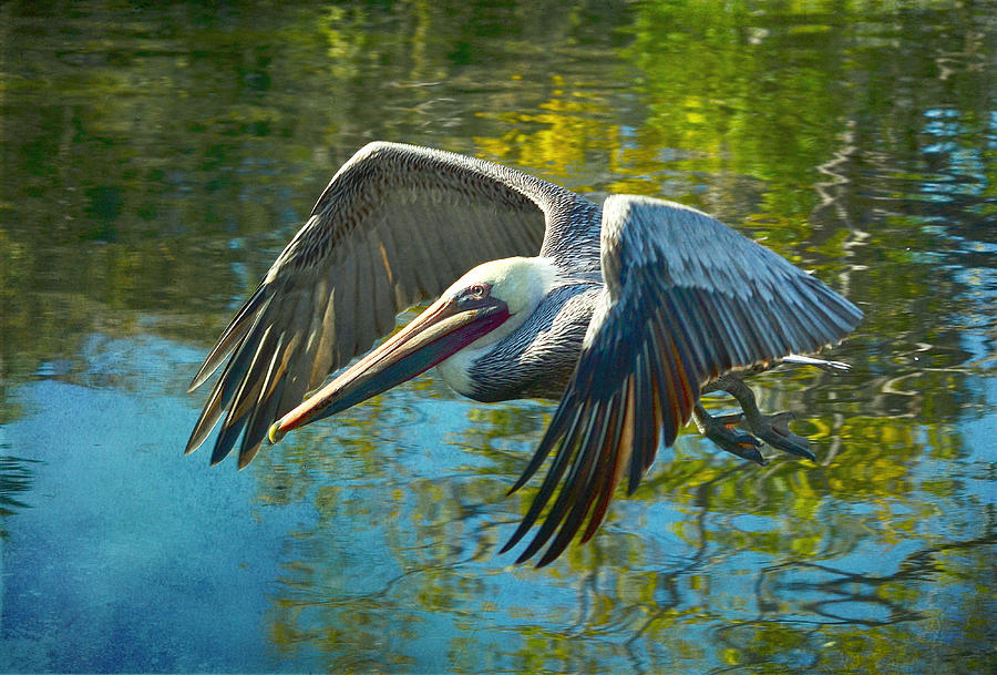 900x609 Pelican Watercolor Photograph By Fraida Gutovich - Watercolor Pelican