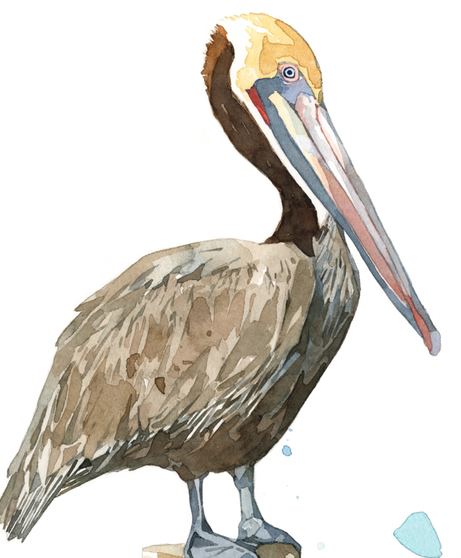 1600x1936 Pelican Art Print, 8x10 Coast Bird And Pier Watercolor David - Watercolor Pelican
