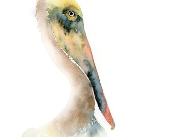 340x270 Pelican Print Of Watercolor Painting Digital Pelican Print - Watercolor Pelican