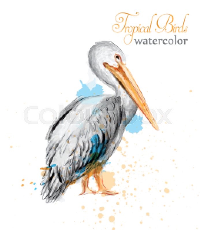 693x800 Pelican Watercolor Vector. Tropic Colorful Bird Illustration - Watercolor Pelican