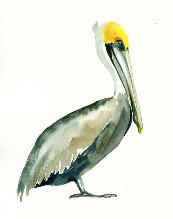 570x720 Brown Pelican 5x7 Print Art Print Bird Watercolor Etsy - Watercolor Pelican