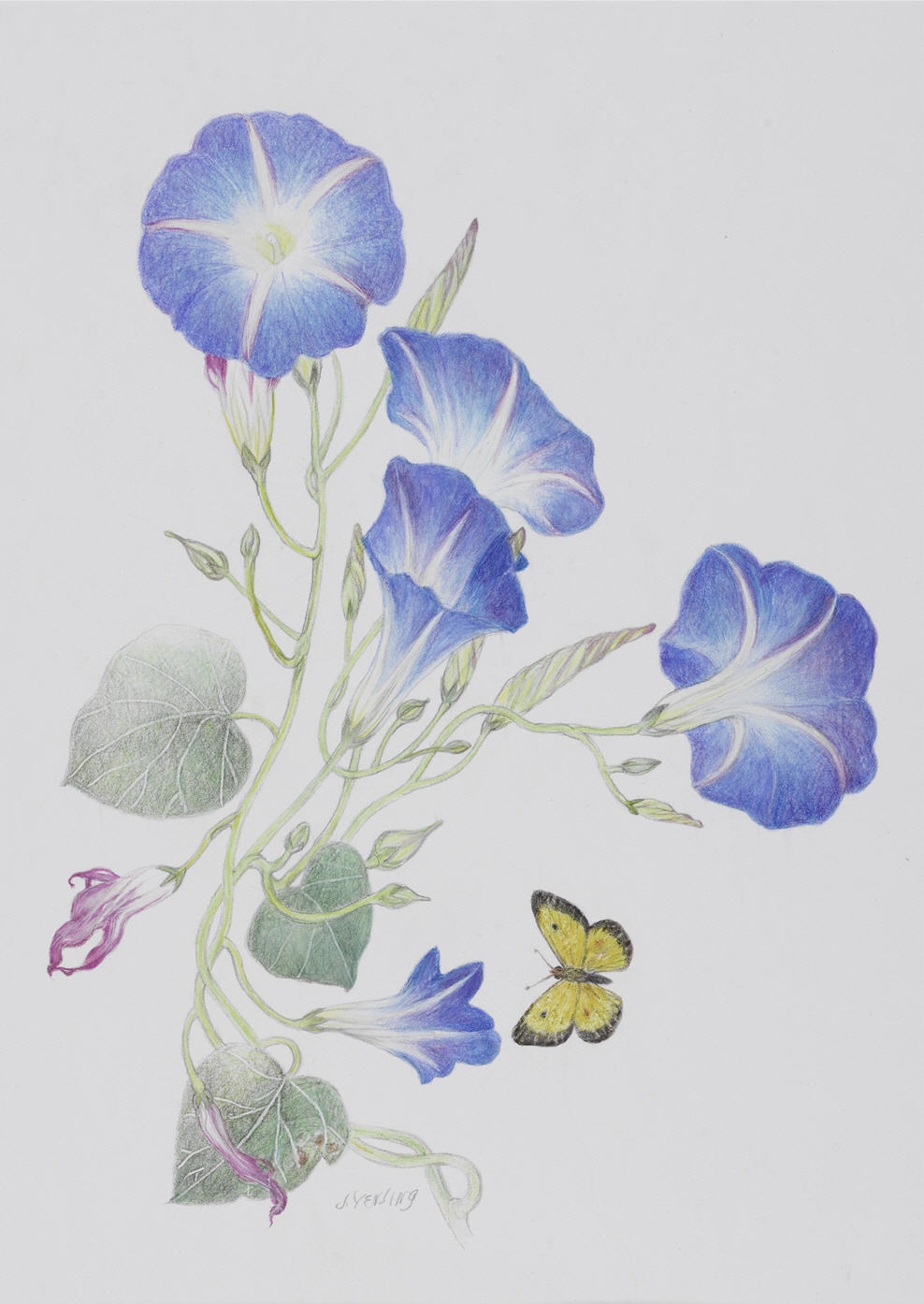 988x1394 Flowers Artwork By Jerrie Yehling - Watercolor Pencil Flowers