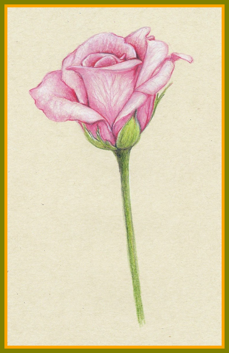 786x1213 Incredible Best Watercolor Pencil Colouring Pic For Flower Drawing - Watercolor Pencil Flowers