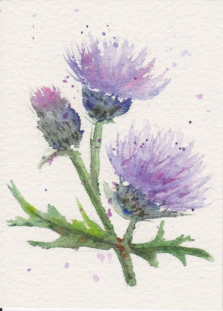 460x640 Thistle Atc 2 Watercolor Watercolor Pencils - Watercolor Pencil Flowers