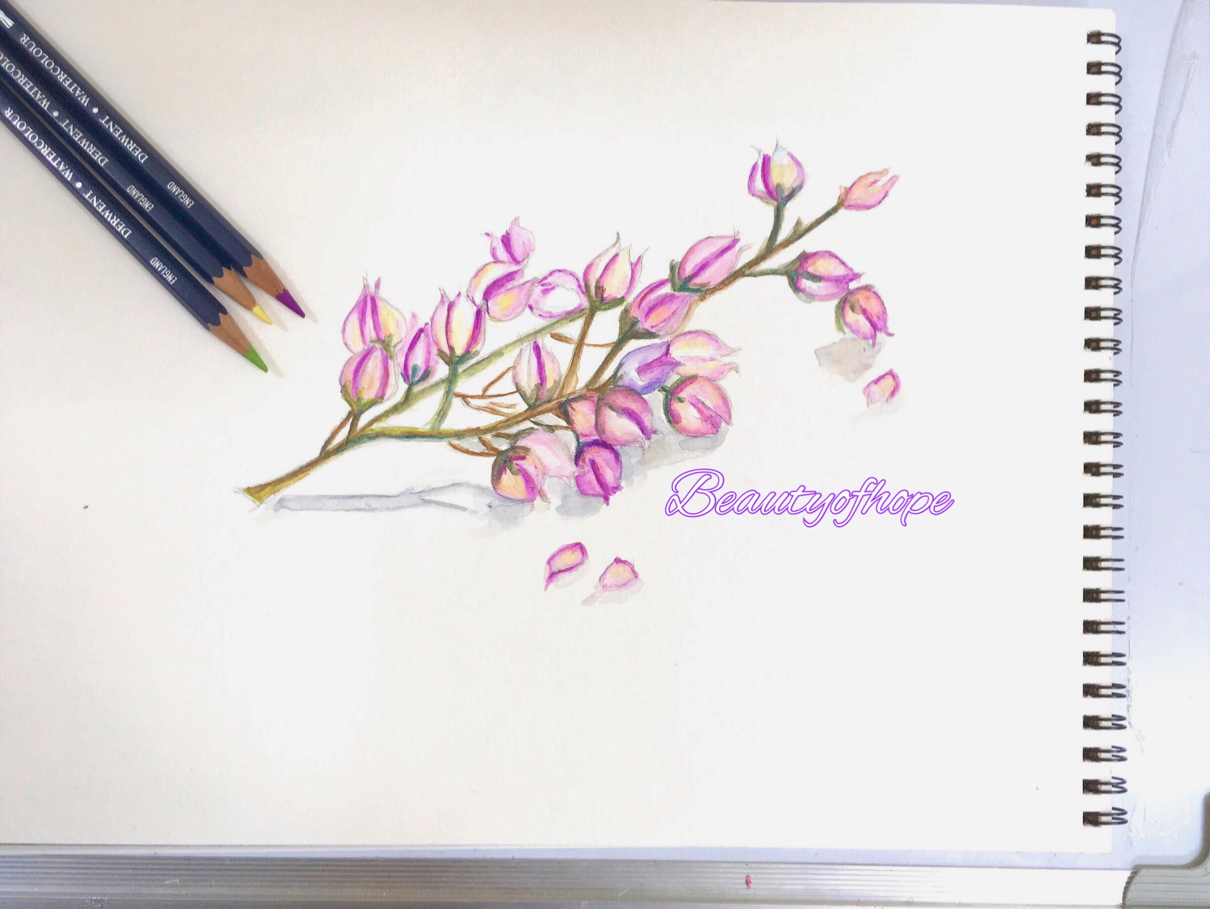 2448x1840 Flowers With Watercolor Pencils - Watercolor Pencil Flowers