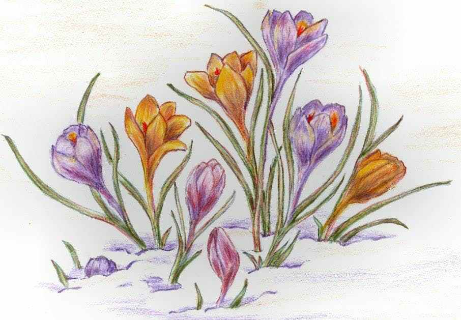 906x629 Watercolor Pencils Galore Flowers! May 16, 23 Particulars Art - Watercolor Pencil Flowers