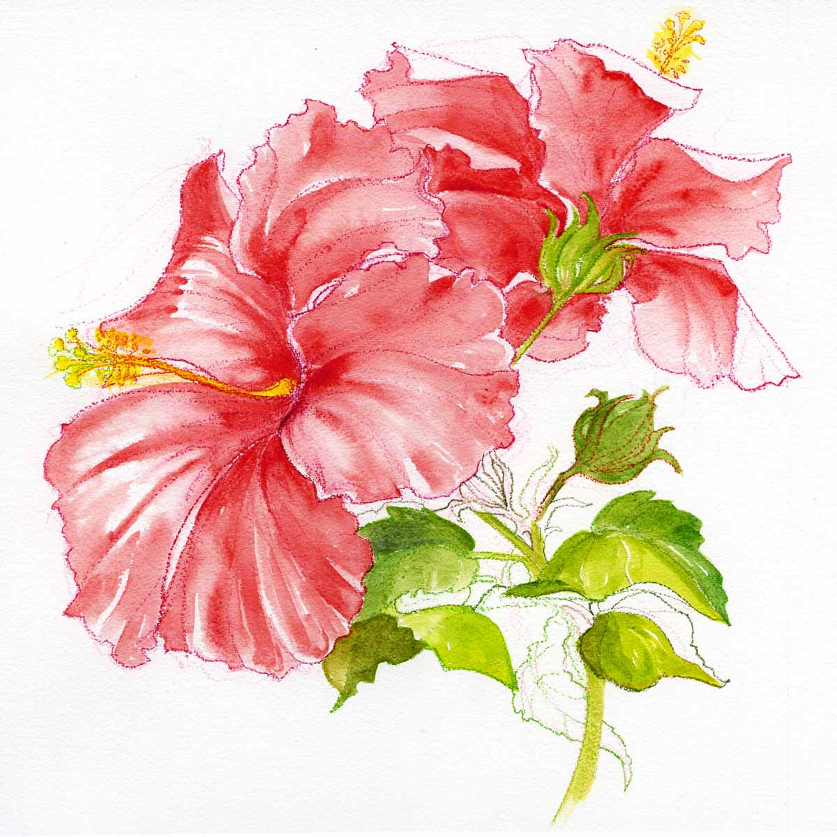 1200x1200 Drawing Flowers With Watercolor Pencils Flower Watercolor Pencil - Watercolor Pencil Flowers