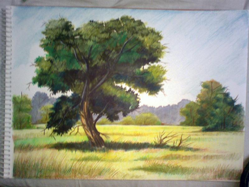 800x600 Trees And Foliages Study In Watercolour Pencils [Archive] - Watercolor Pencil Landscape