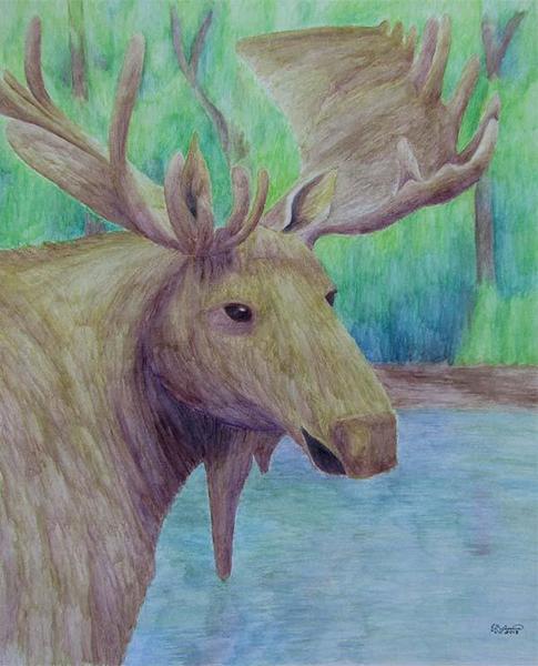 485x600 Moose - Watercolor Pencil Pictures