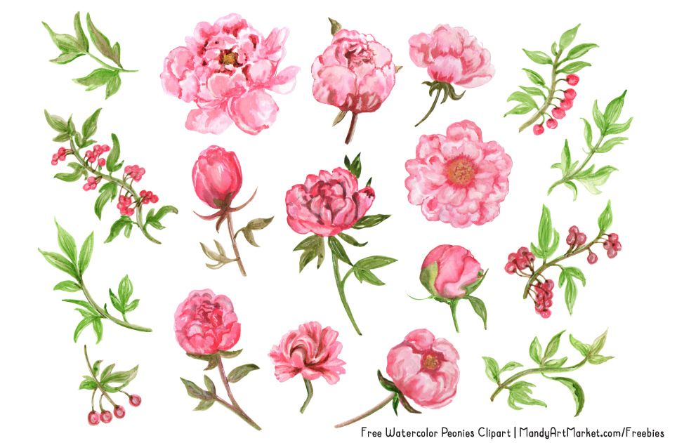 964x631 This Free Watercolor Peonies Clipart Is The First Collaboration - Watercolor Peony Clipart