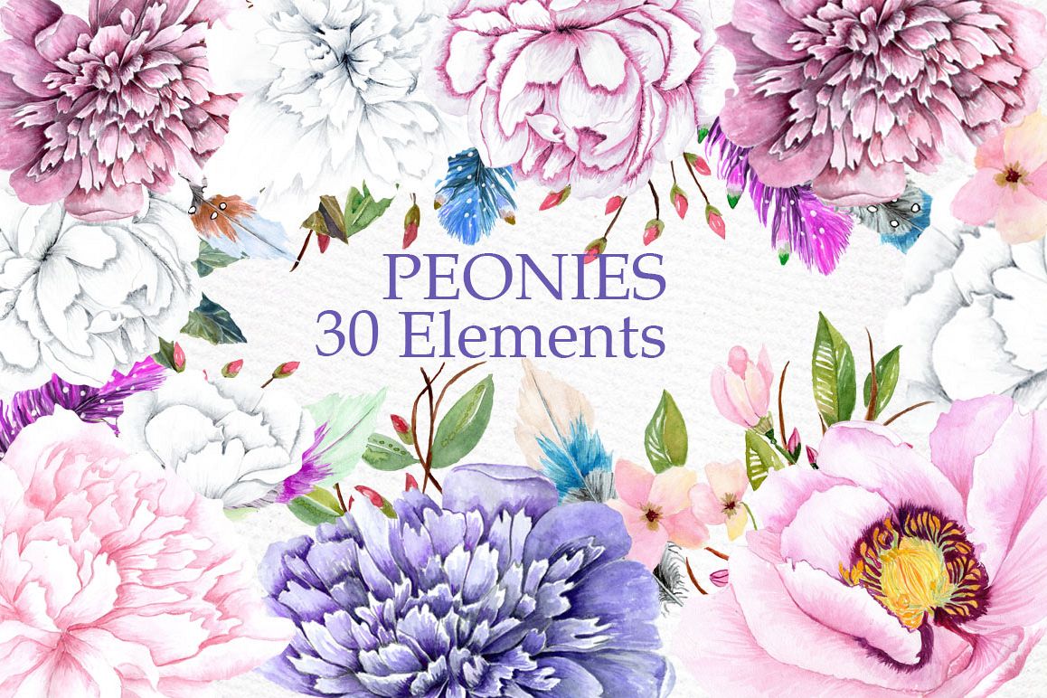 1158x772 Watercolor Peonies Clipart - Watercolor Peony Clipart
