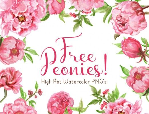 520x400 Free Watercolor Peonies Clipart Printing Free - Watercolor Peony Clipart