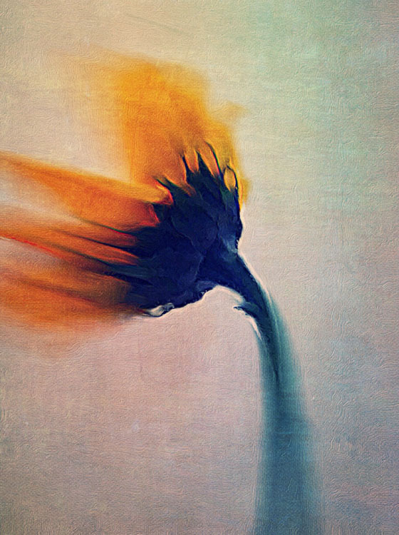 560x750 Watercolor Photography - Watercolor Photography