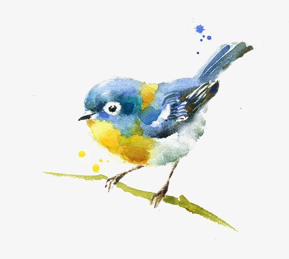 564x505 Watercolor Bird, Bird Clipart, Watercolor Clipart, Creative Birds - Watercolor Pictures Of Birds