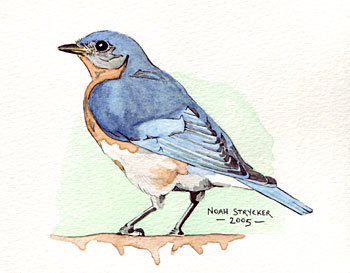 350x273 Bird Watercolor Illustrations By Noah Strycker - Watercolor Pictures Of Birds