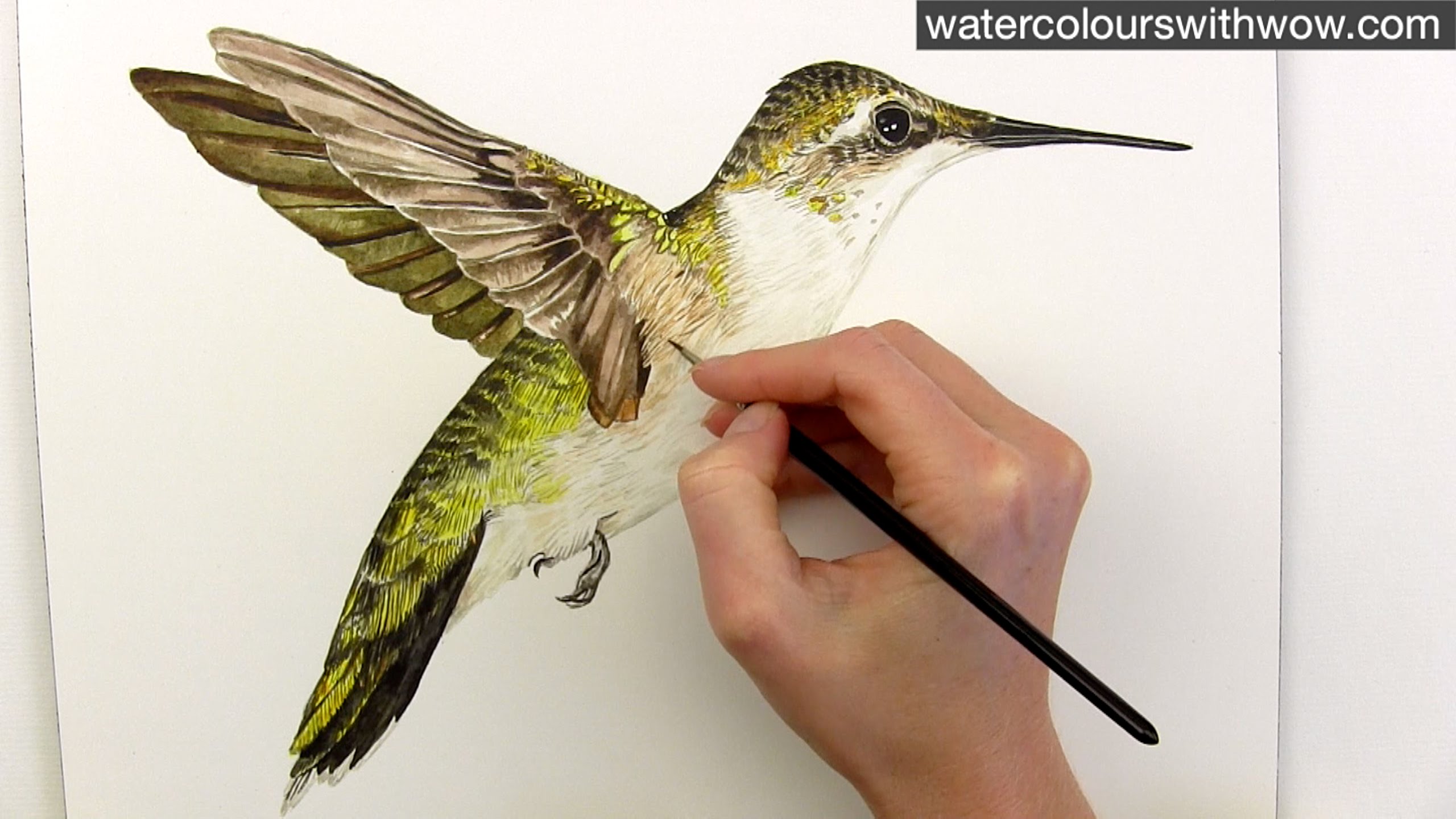 2560x1440 How To Paint Realistic Hummingbird Feathers In Watercolor By Anna - Watercolor Pictures Of Hummingbirds