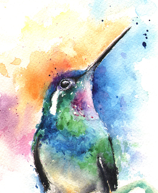 525x640 Purple Throated Mountain Gem Hummingbird Watercolor Print - Watercolor Pictures Of Hummingbirds