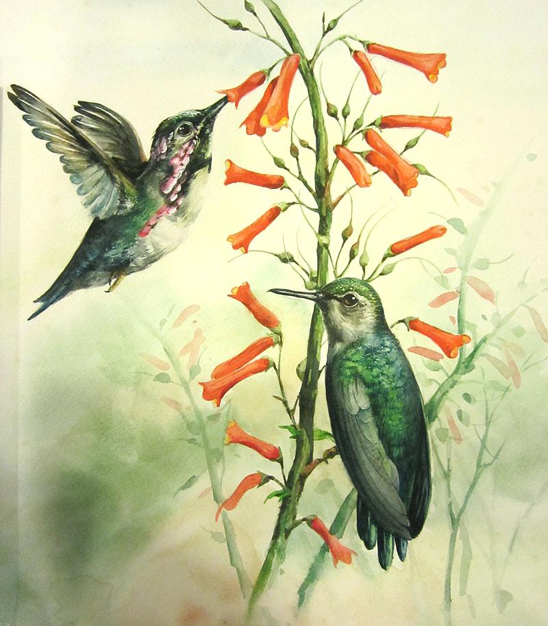 800x914 Watercolor Hummingbird Illustration Art Easysurfer - Watercolor Pictures Of Hummingbirds