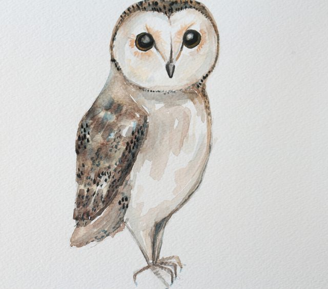 640x563 Diy Owl Watercolor Painting Ehow - Watercolor Pictures Of Owls