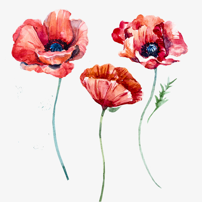 650x651 Poppy Png, Vectors, Psd, And Clipart For Free Download Pngtree - Watercolor Pictures Of Poppies