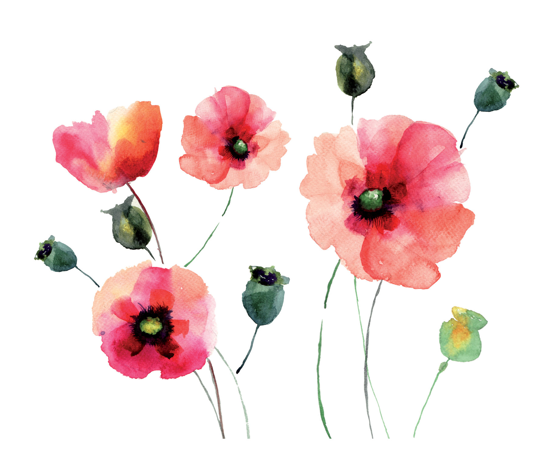 Watercolor Pictures Of Poppies at PaintingValley.com | Explore ...