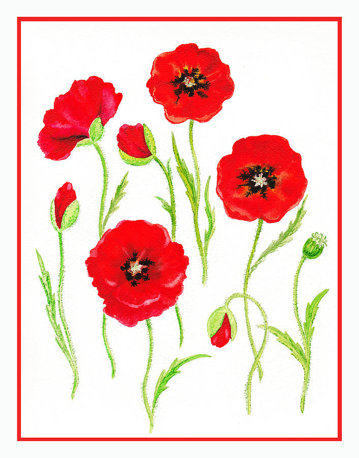 707x900 Watercolor Poppy Paintings Fine Art America - Watercolor Pictures Of Poppies