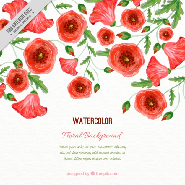 626x626 Watercolor Poppies Background With Leaves Vector Free Download - Watercolor Pictures Of Poppies