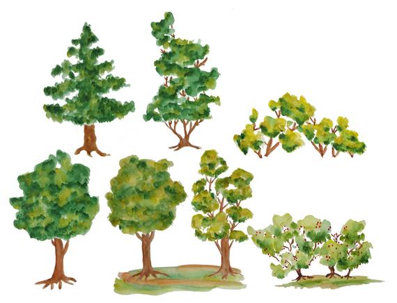 570x436 Watercolor Tree Clipart Trees Clipart Wood Clipart Etsy - Watercolor Pictures Of Trees