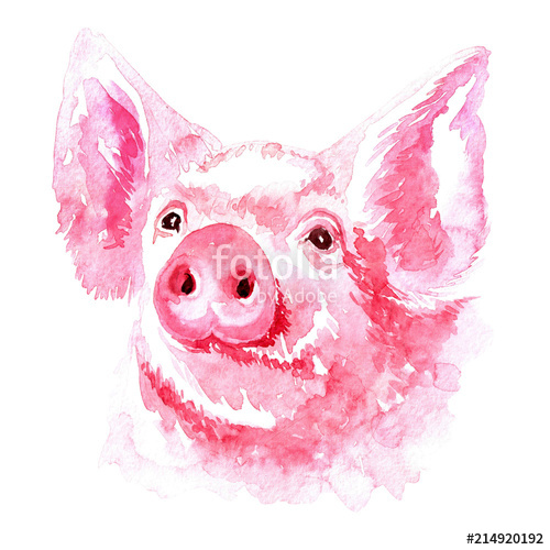 500x500 Isolated Watercolor Clipart With Watercolor Pig Stock Photo And - Watercolor Pig