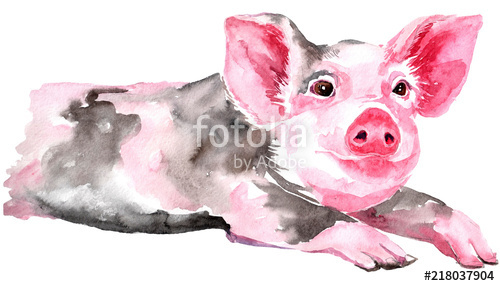 500x286 Isolated Watercolor Clipart With Watercolor Pig. Stock Photo And - Watercolor Pig