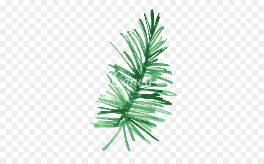 900x560 Pine Fir Leaf Plant Watercolor Painting - Watercolor Pine