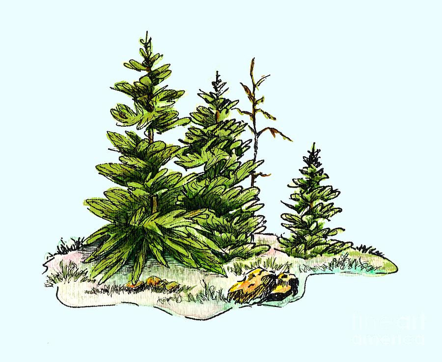 900x737 Pine Tree Watercolor Ink Image I Mixed Media By Dale Jackson - Watercolor Pine