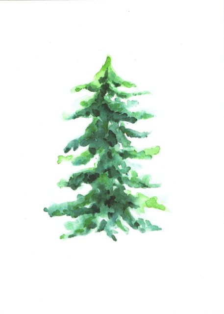 457x640 56 - Watercolor Pine