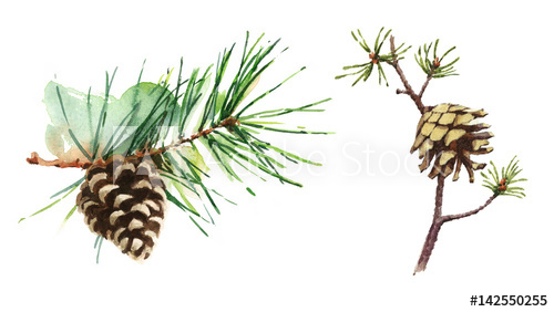 500x282 Watercolor Pine And Fir Cones On Branch Hand Painted Forest - Watercolor Pine