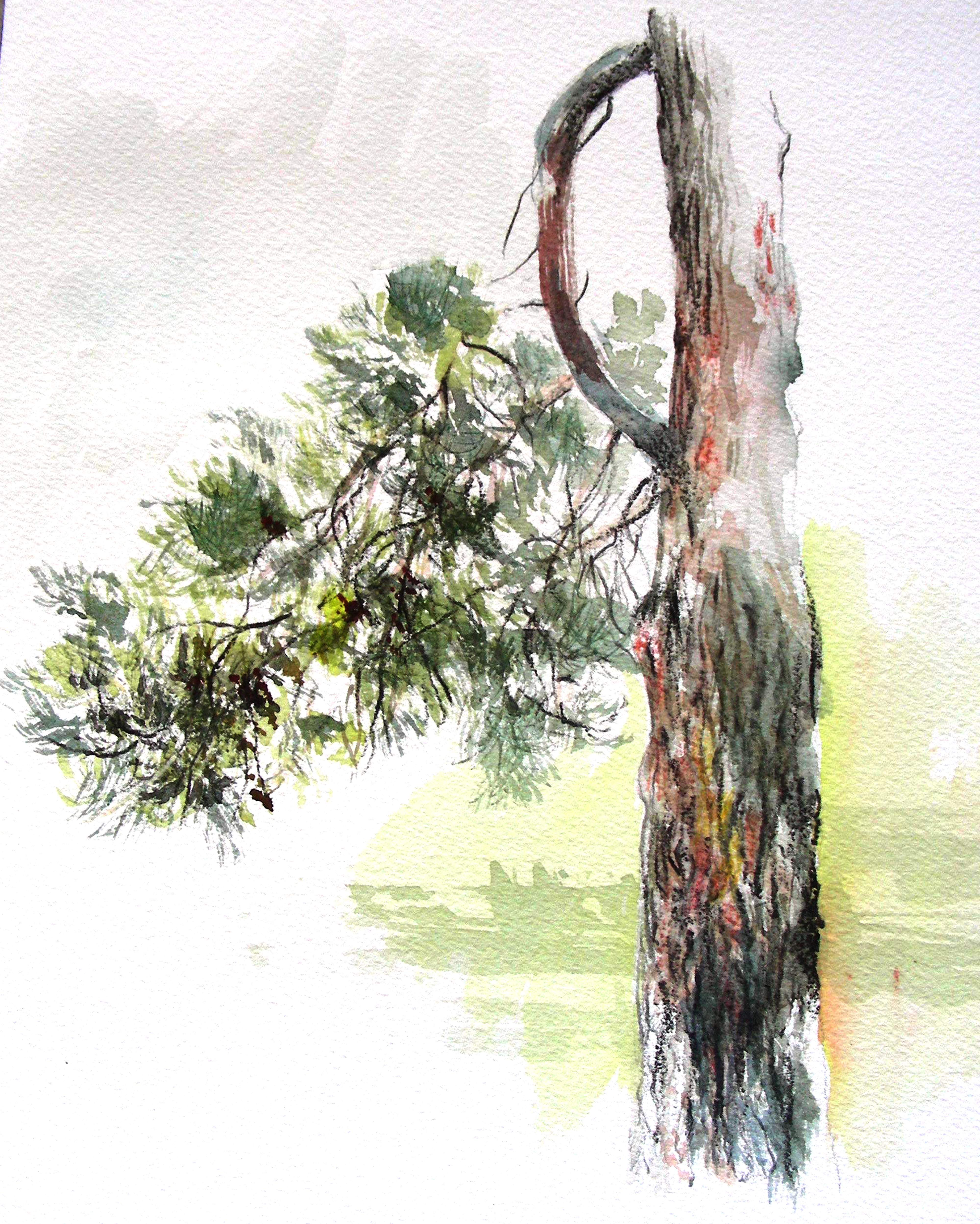 4000x4996 Dry Brush Watercolor Study Of A Pine Tree In Star Harbor, Texas - Watercolor Pine