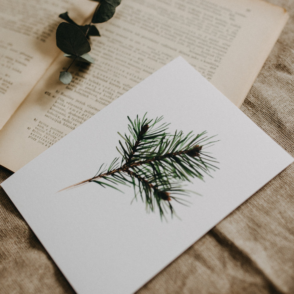 1000x1000 Pine Branch Seaside Wildflower - Watercolor Pine Branch