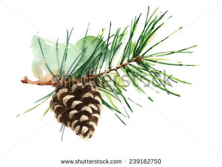 450x339 Pine Cone On Branch Hand Painted Watercolor Illustration On White - Watercolor Pine Branch