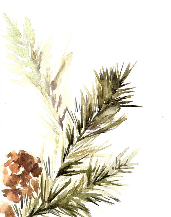 570x726 Pine Tree Branch With Pinecones, Watercolor Painting Art Print - Watercolor Pine Branch