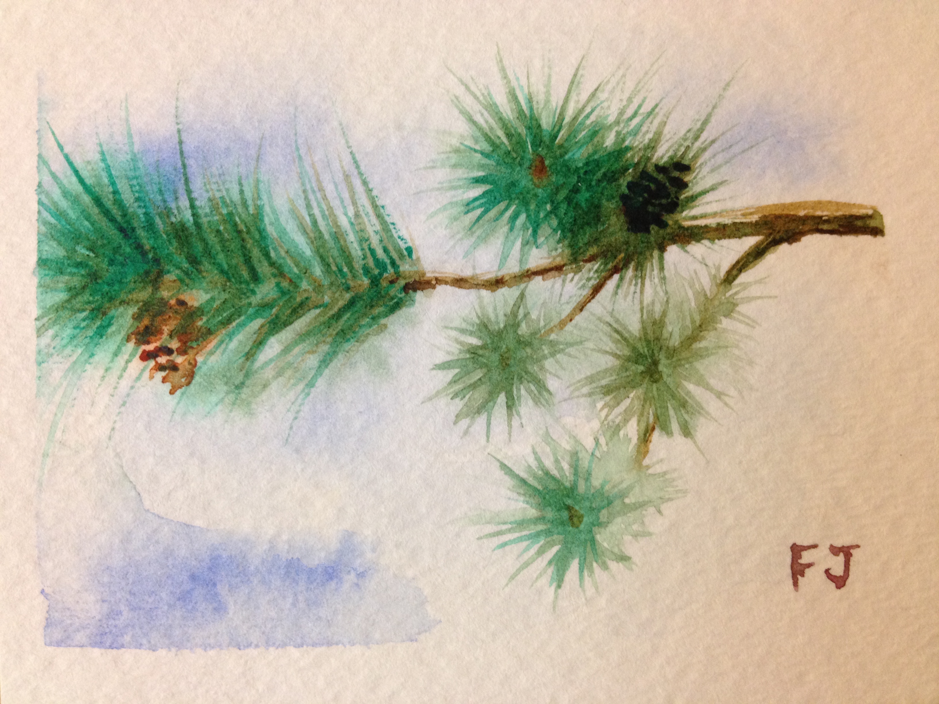 3264x2448 Quick Sketch Of A Pine Branch In Watercolor Physician Artist - Watercolor Pine Branch