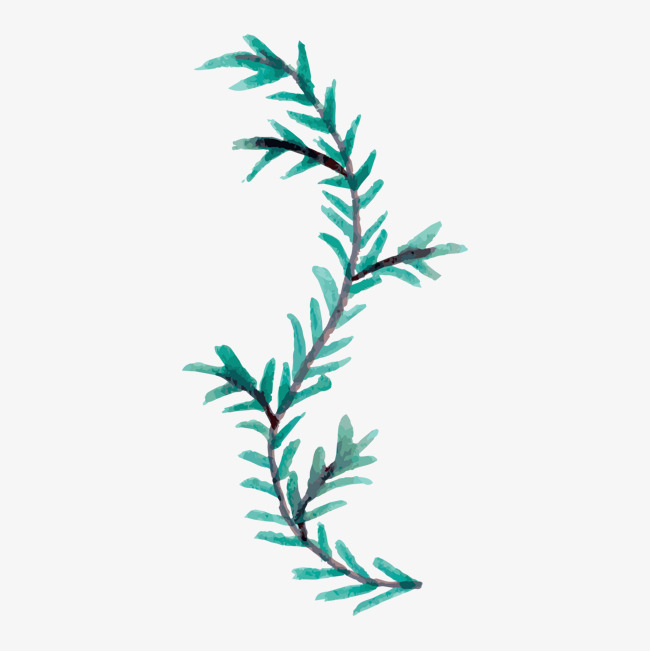 650x651 Watercolor Bent Pine Branches, Watercolor Clipart, Watercolor - Watercolor Pine Branch