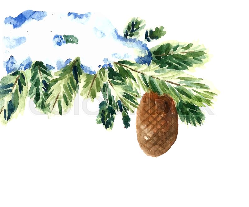 800x666 Watercolor Snow Christmas Branch And Cone. Isolated Winter Tree - Watercolor Pine Branch