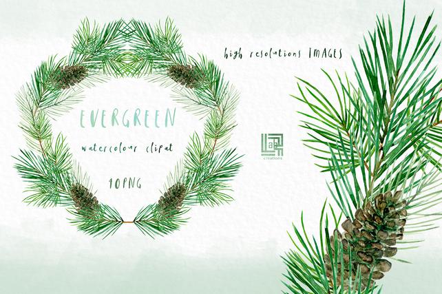 642x427 Evergreen. Pine Branches And Wreaths. Watercolor Clip Art Etsy - Watercolor Pine Branch