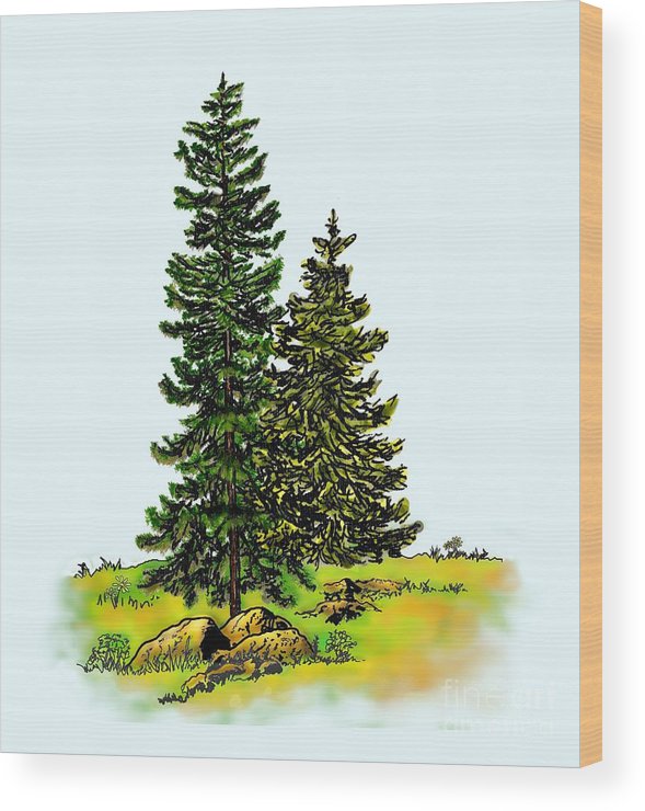 589x740 Pine Tree Nature Watercolor Ink Image 2b Wood Print By Dale E Jackson - Watercolor Pine Tree