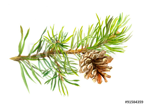 500x362 Pine Tree Branch With Cone. Watercolor - Watercolor Pine Tree