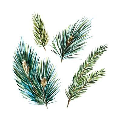 400x400 Watercolor Fir Tree Branches Art Print By Zenina - Watercolor Pine Tree