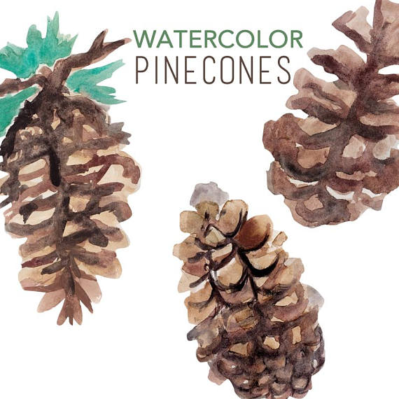 570x570 Pinecone Clipart Watercolor ~ Frames ~ Illustrations ~ Hd Images - Watercolor Pinecone